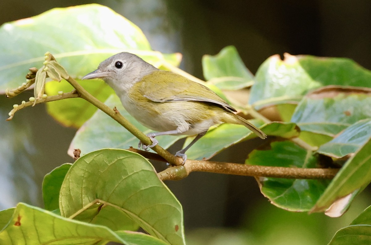 Lesser Greenlet - ML635638643