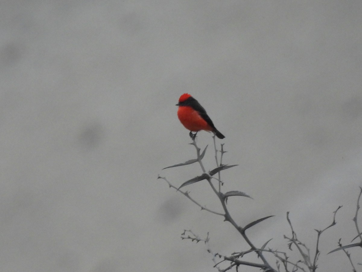 Vermilion Flycatcher - ML635638720