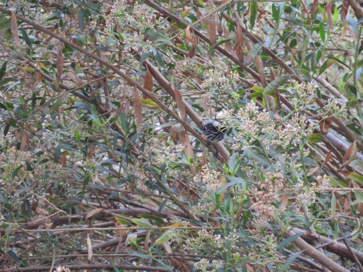 Pied-crested Tit-Tyrant - ML635638767