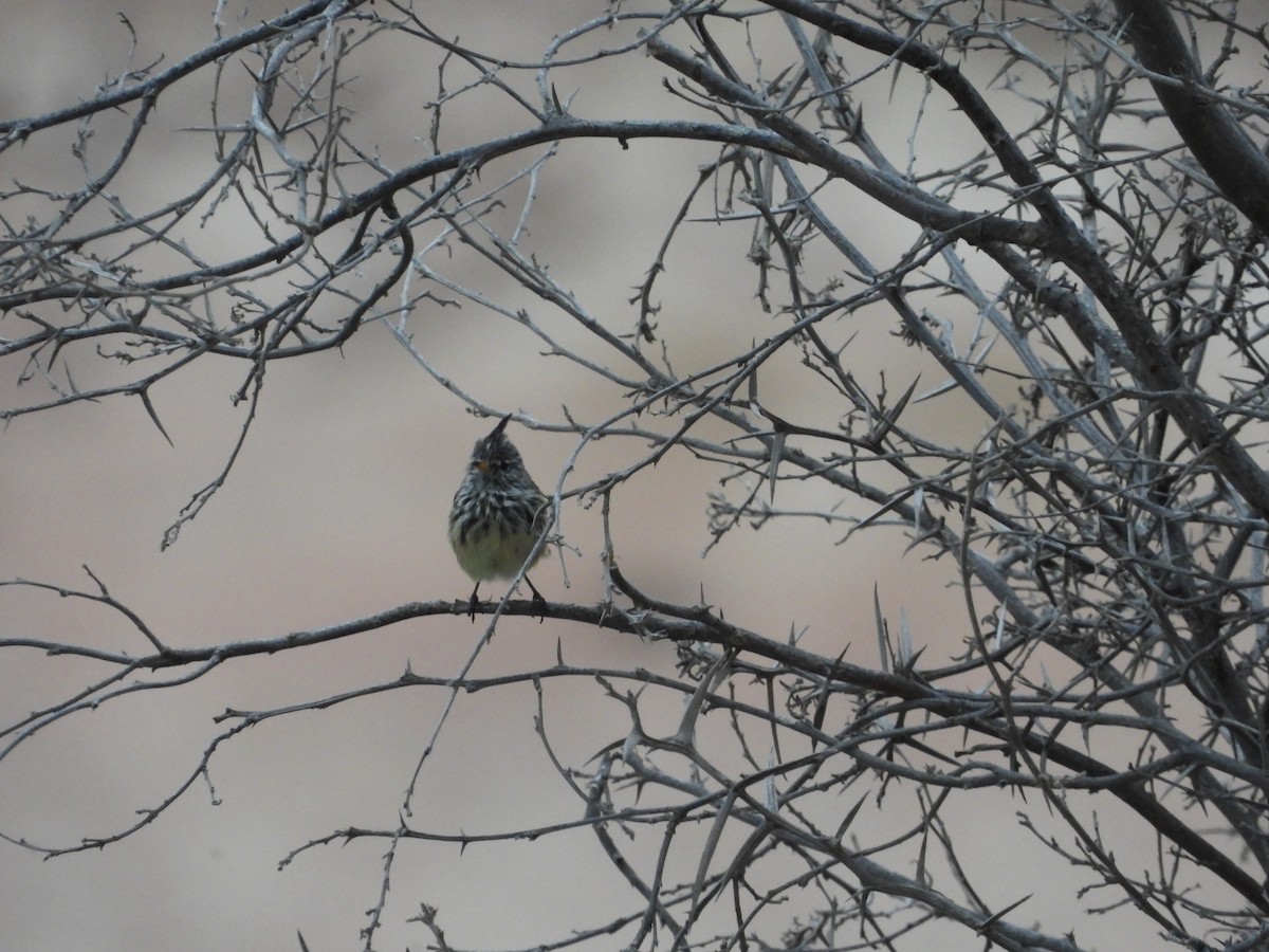 Yellow-billed Tit-Tyrant - ML635638872