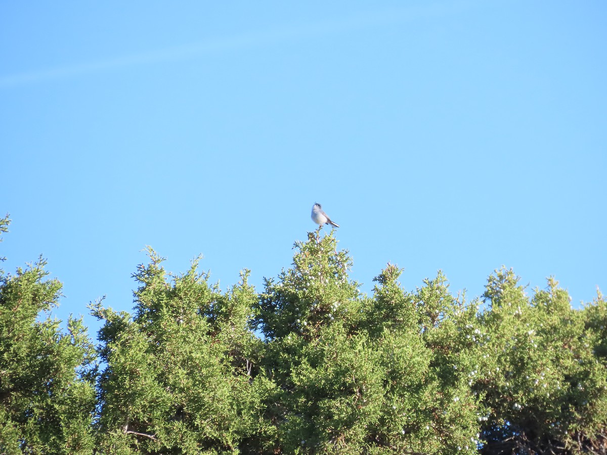 Blue-gray Gnatcatcher - ML635638928