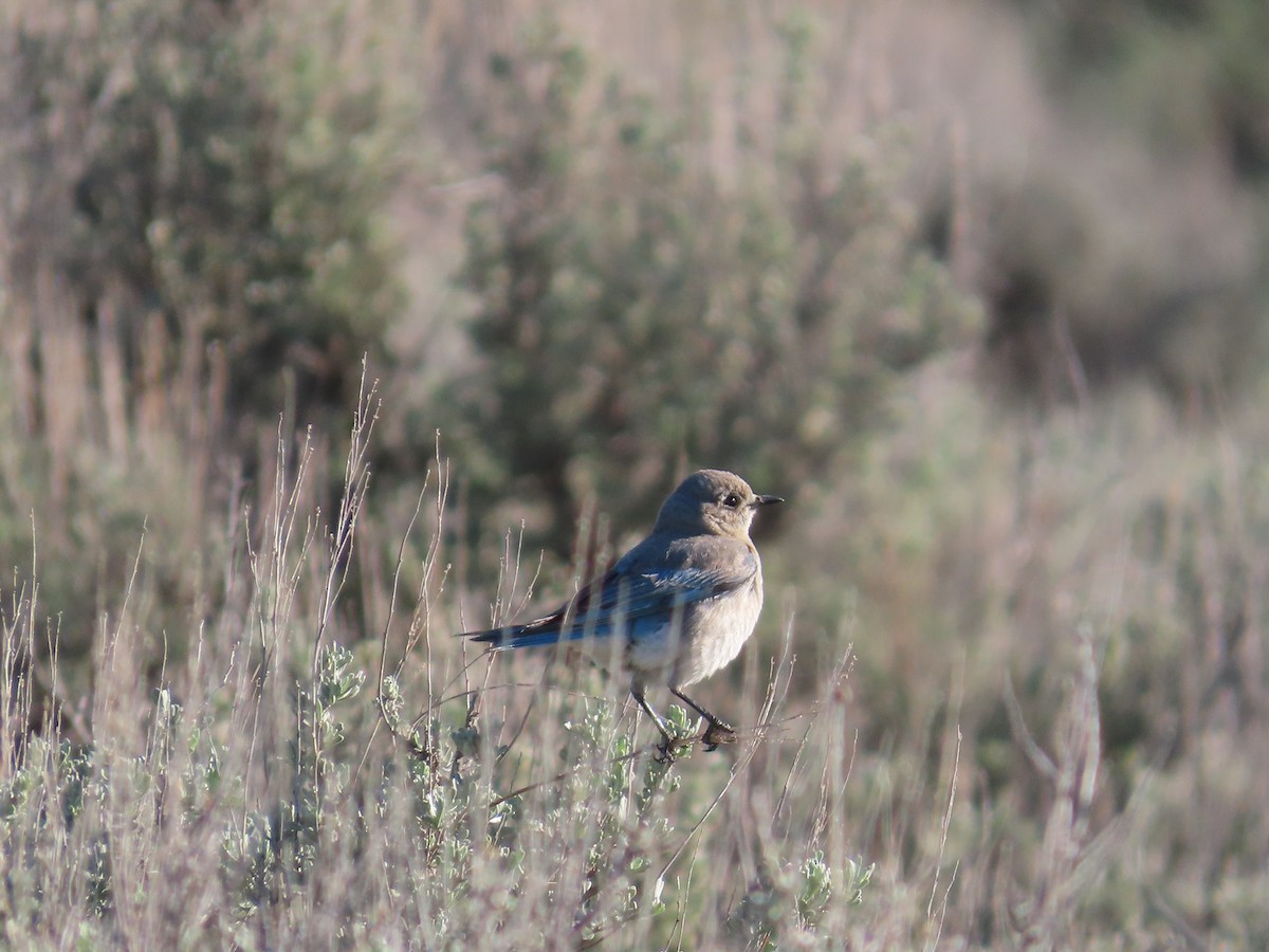 Mountain Bluebird - ML635638943