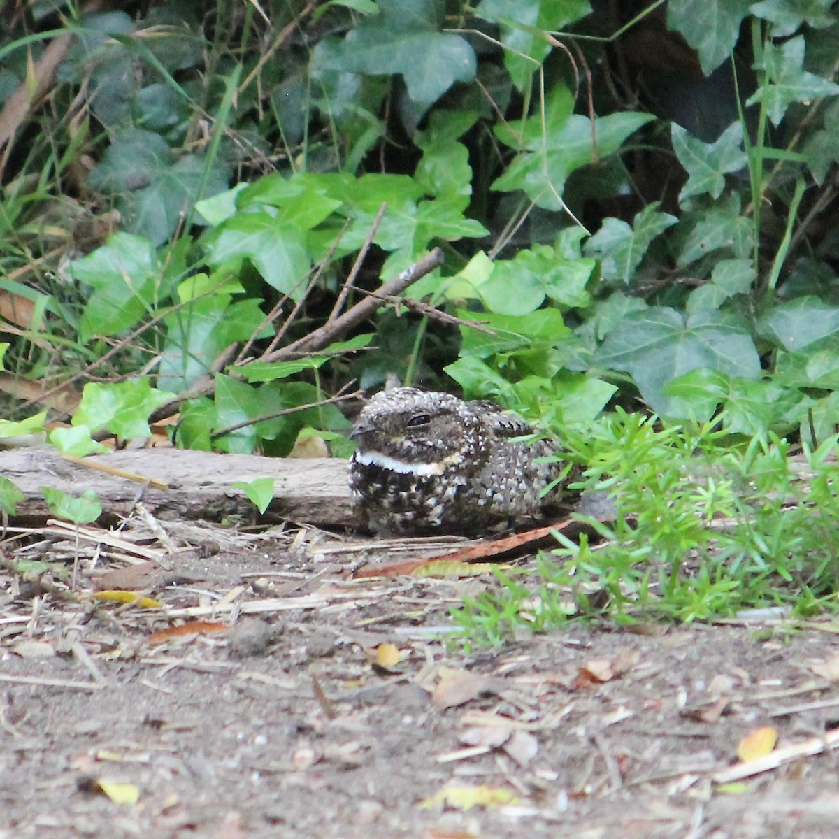 Common Poorwill - ML635638948