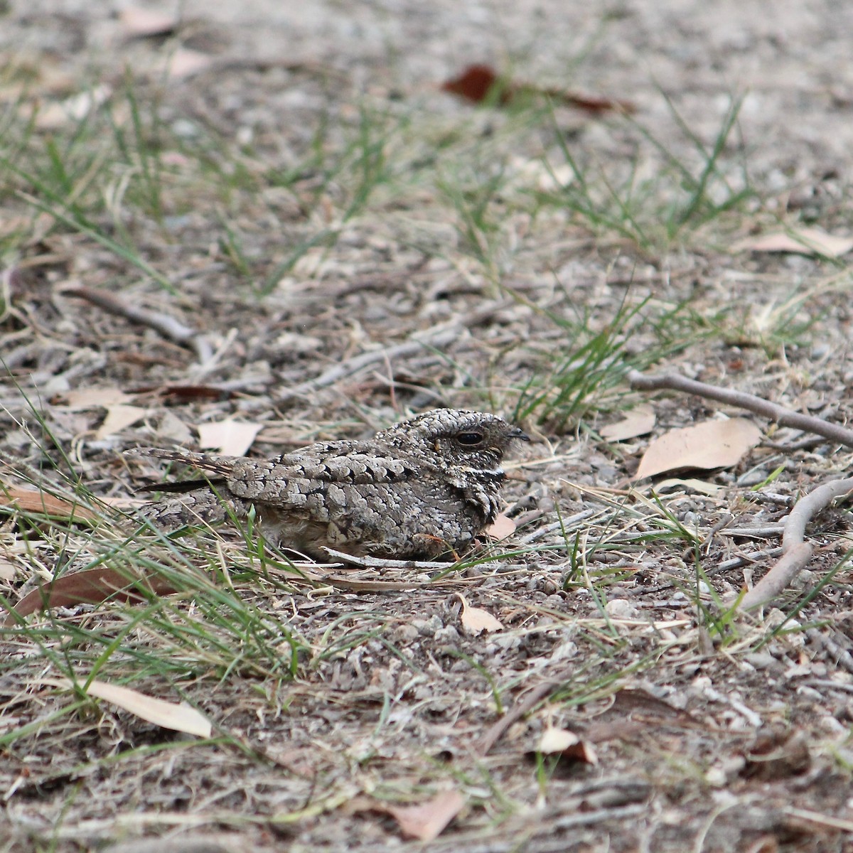 Common Poorwill - ML635638949