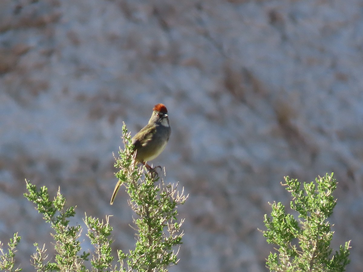 Green-tailed Towhee - ML635638958