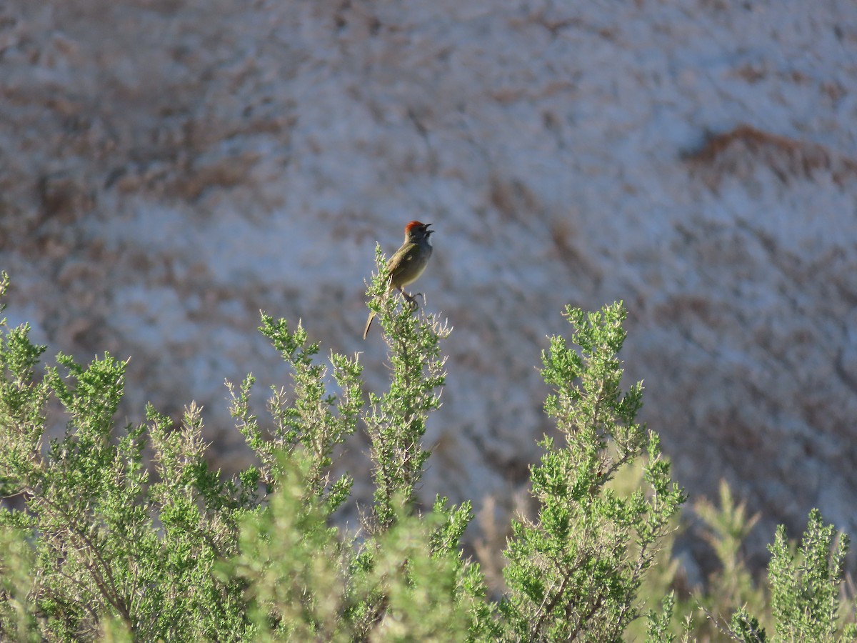 Green-tailed Towhee - ML635638959