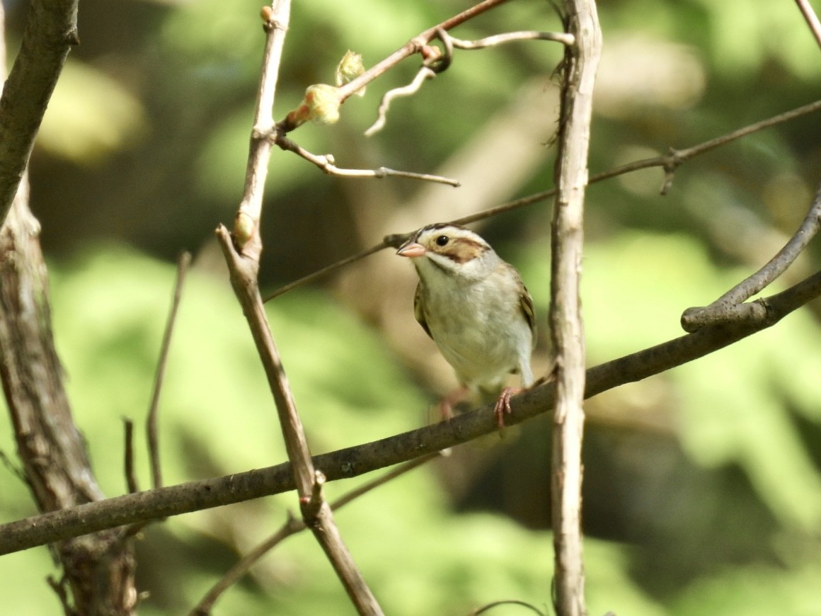 Clay-colored Sparrow - ML635638984