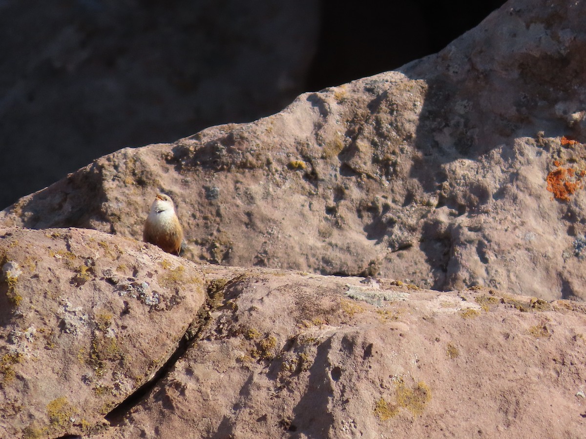 Canyon Wren - ML635639004