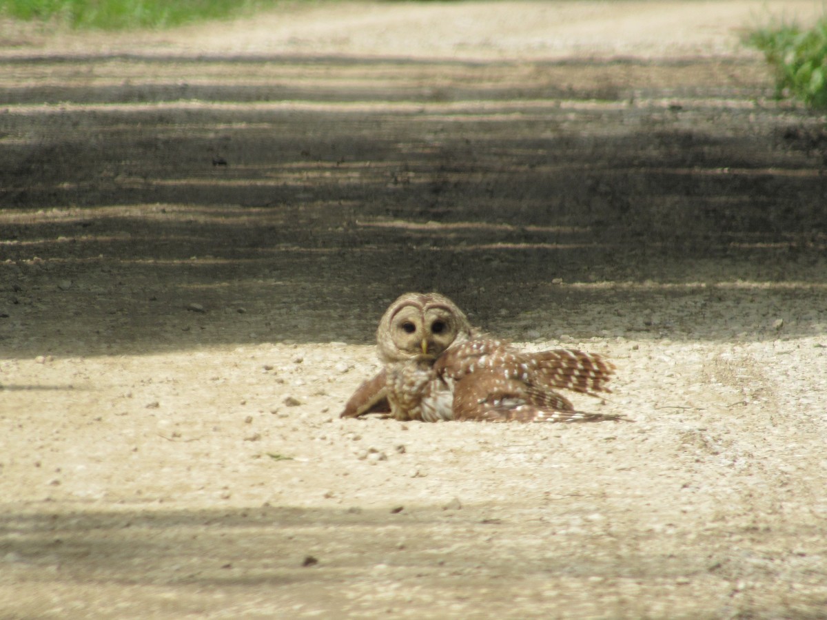 Barred Owl - ML635639105