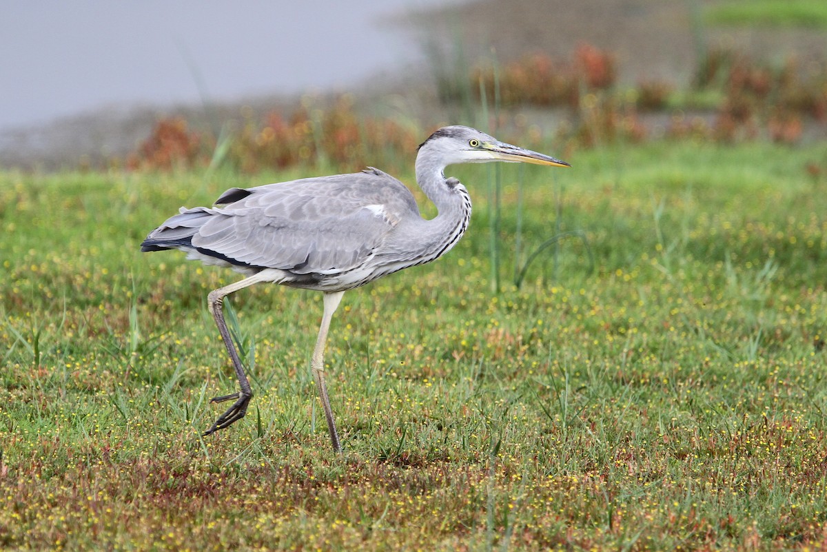 Gray Heron (Gray) - Christoph Moning