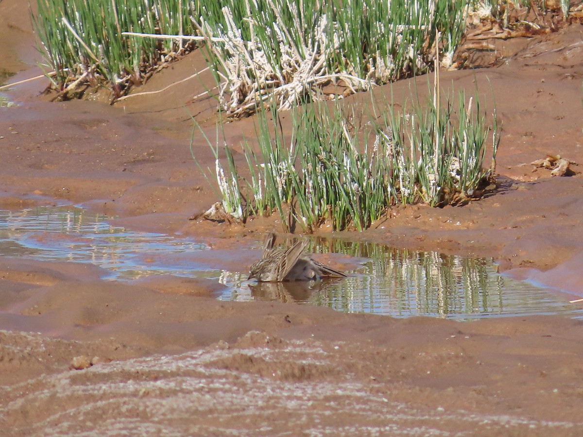 Brewer's Sparrow - ML635639129