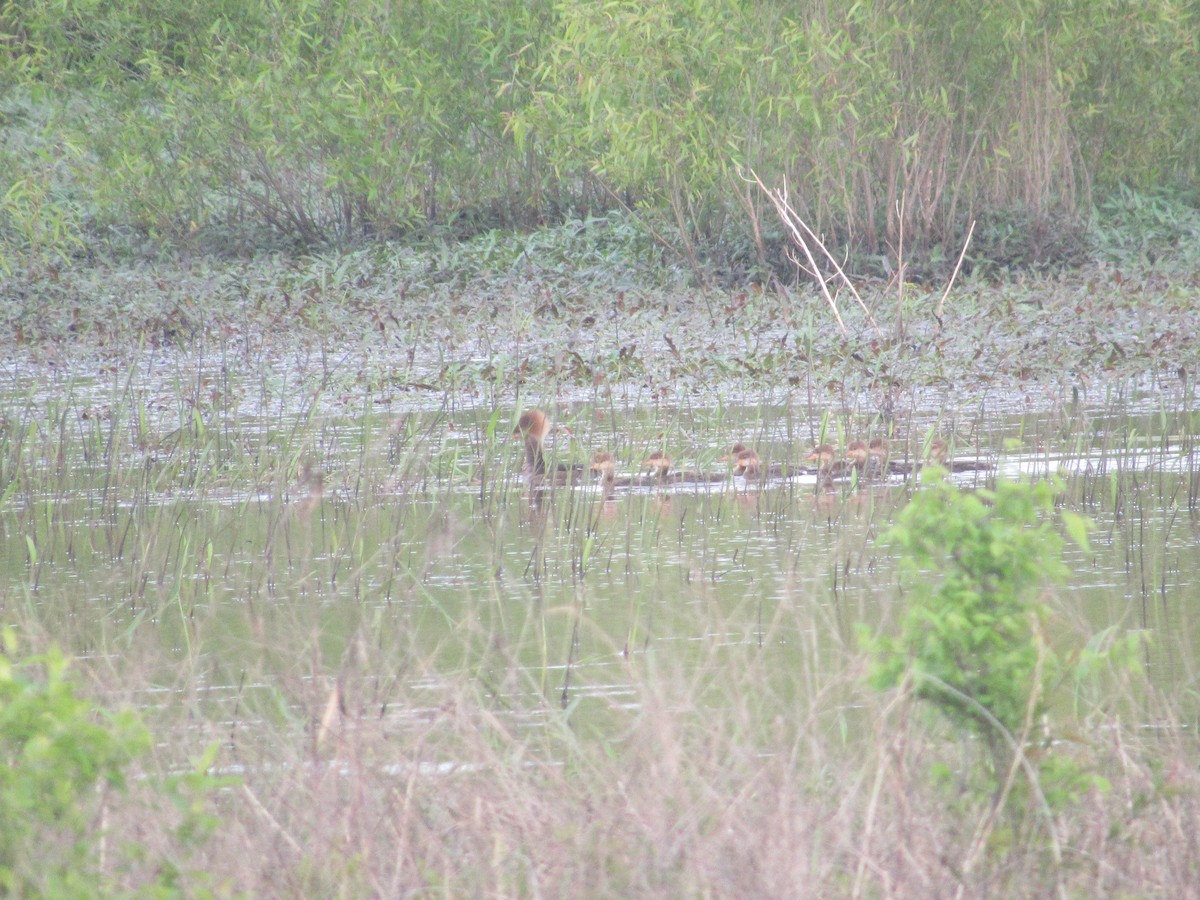 Hooded Merganser - ML635639158