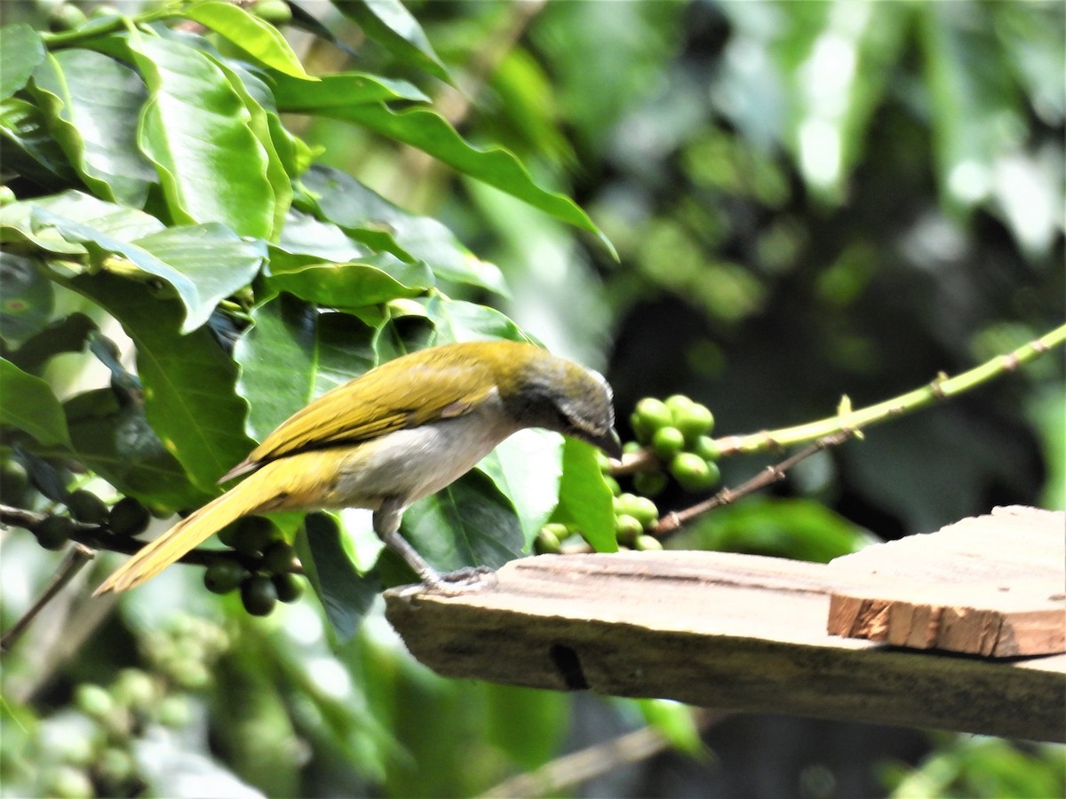 brunstrupesaltator - ML635639201