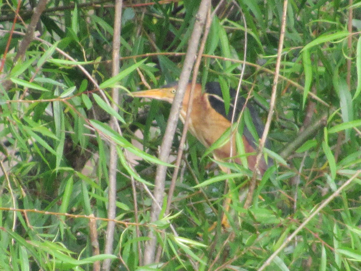 Least Bittern - ML635639208