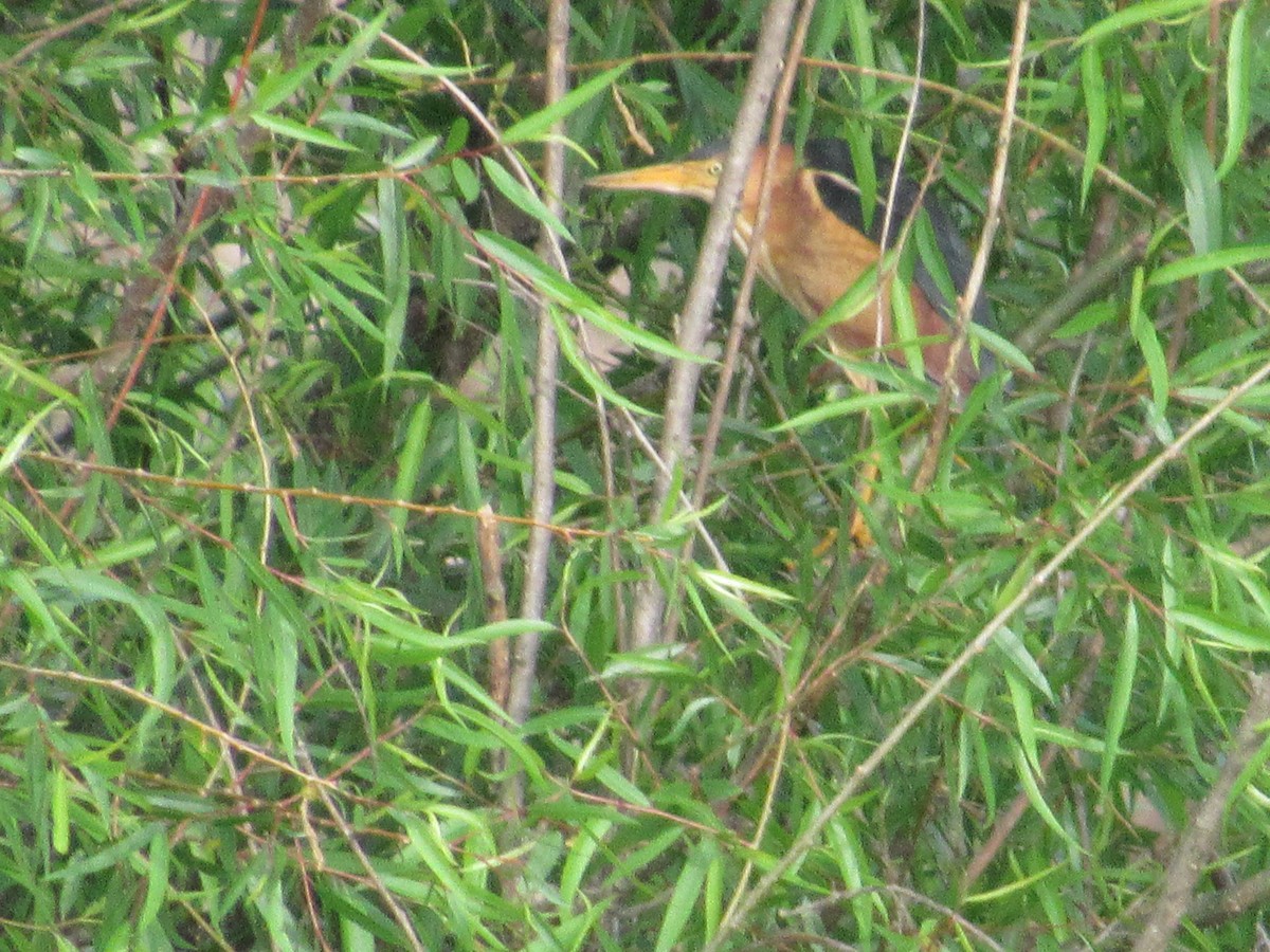 Least Bittern - ML635639209