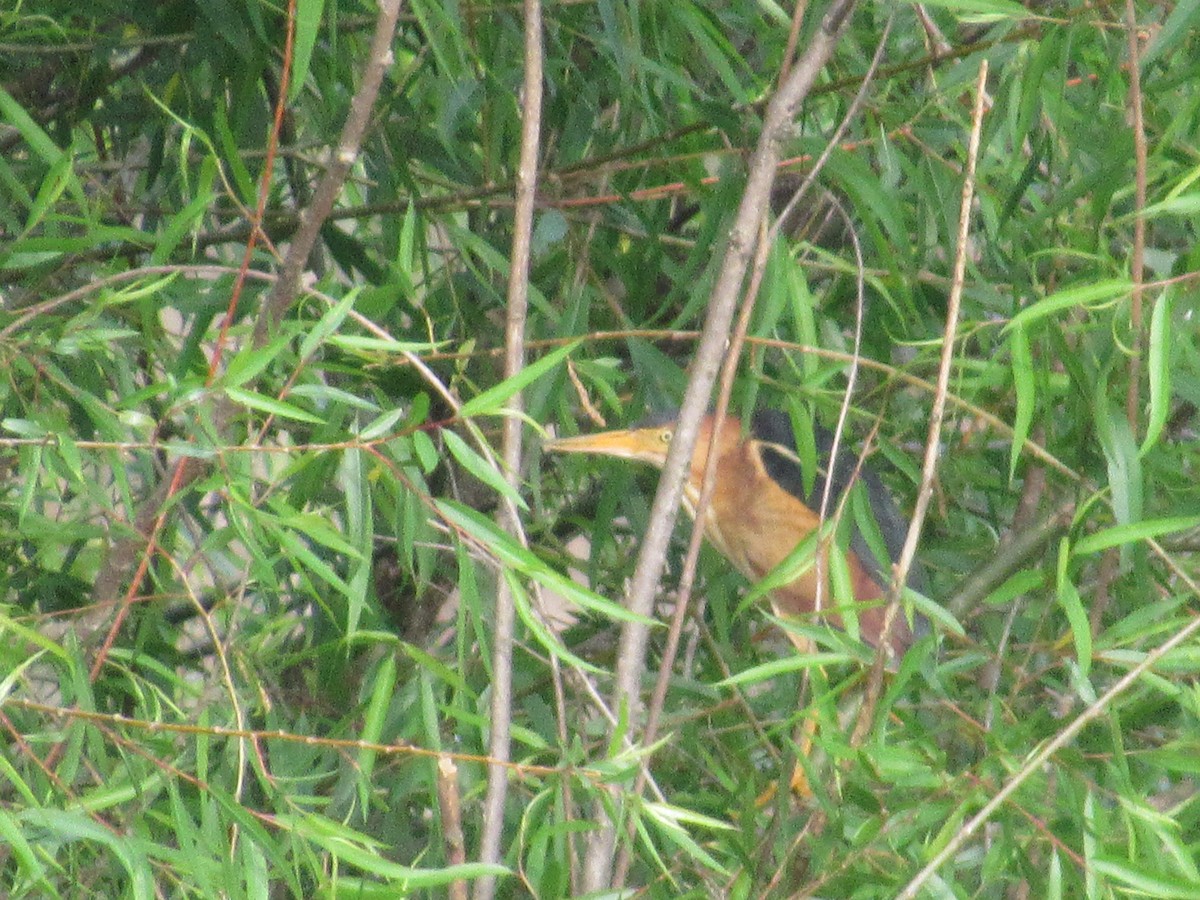 Least Bittern - ML635639210