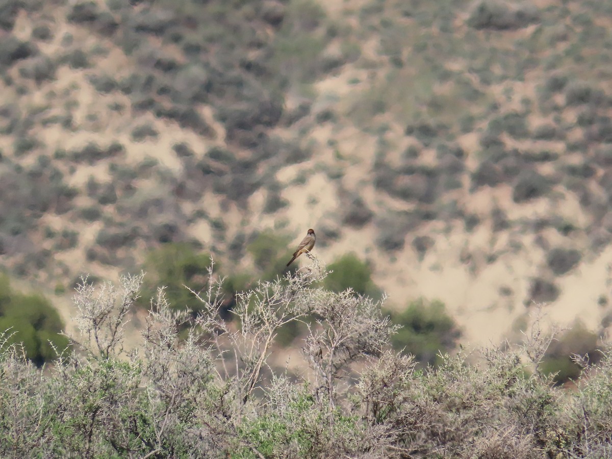 Say's Phoebe - ML635639214