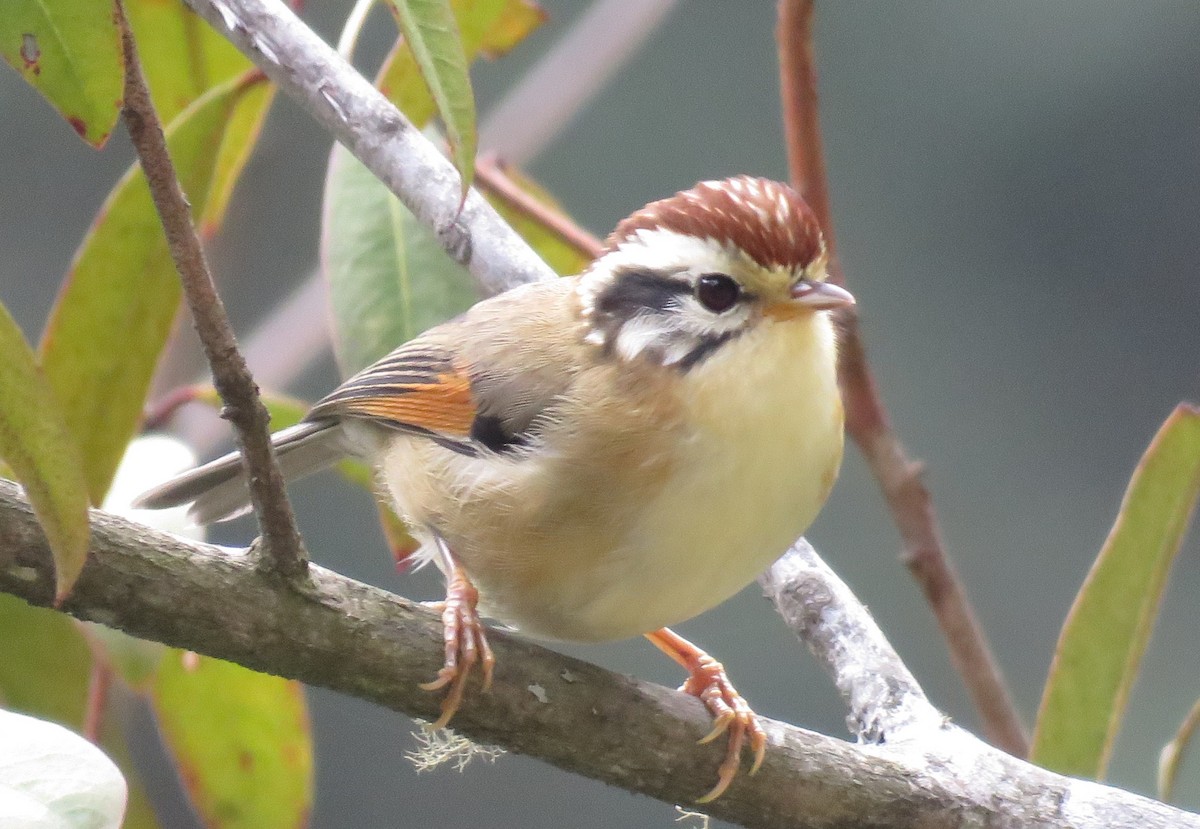 Rufous-winged Fulvetta - ML635639223