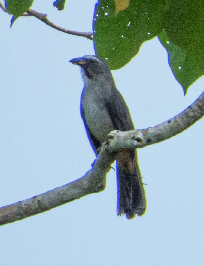Bluish-gray Saltator - ML635639278