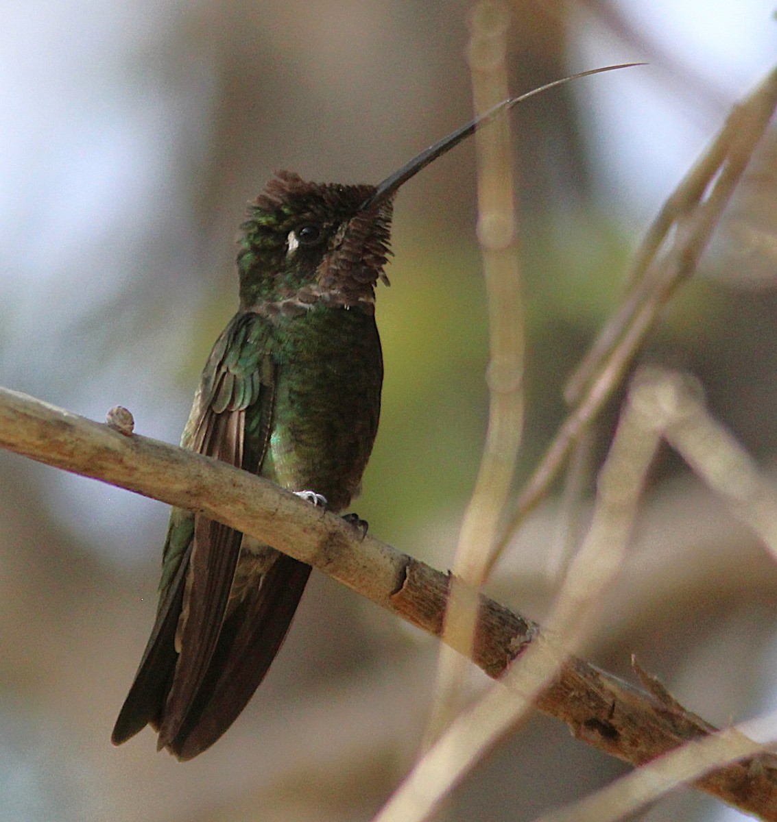 Rivoli's Hummingbird - ML635639334