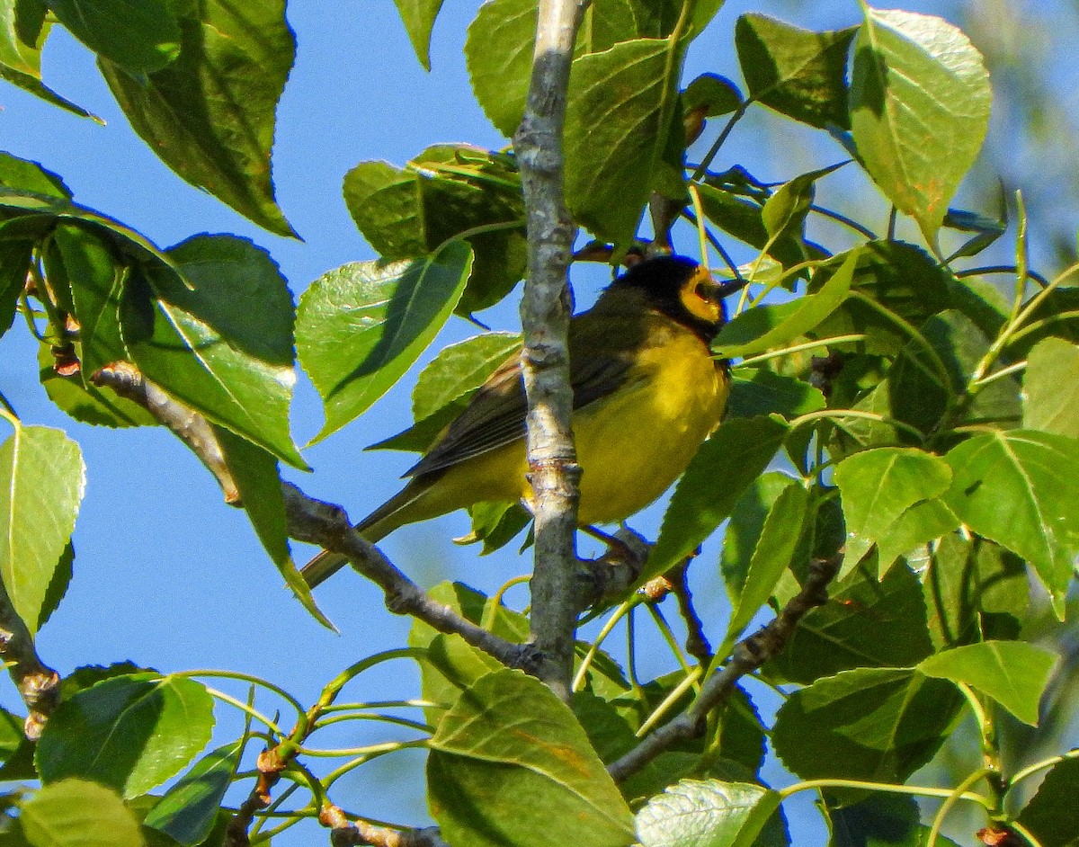 Hooded Warbler - ML635639503