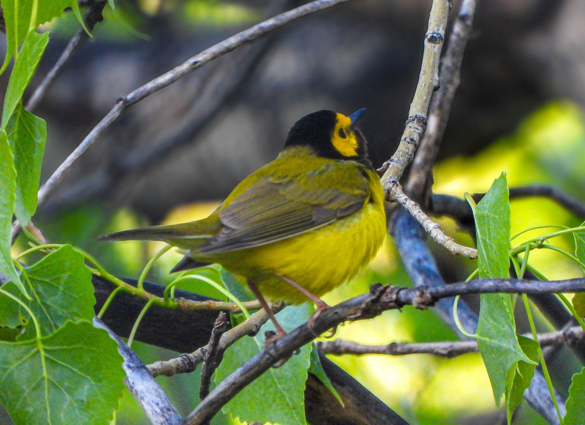 Hooded Warbler - ML635639505