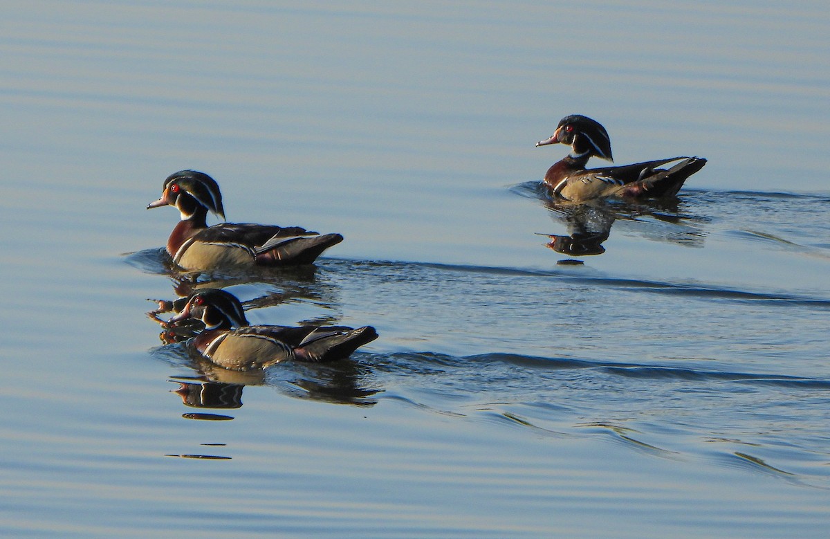 Wood Duck - ML635639625
