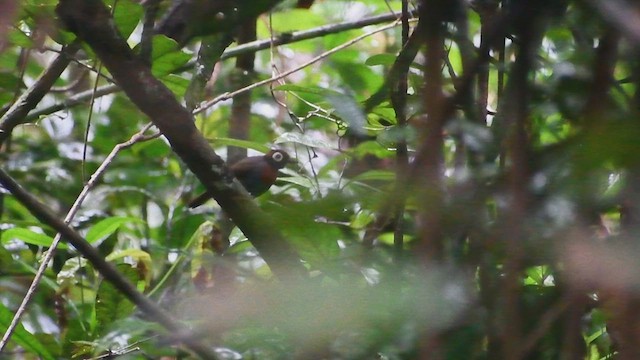 Harlequin Antbird - ML635639627