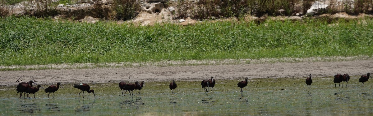 ibis americký - ML635639654