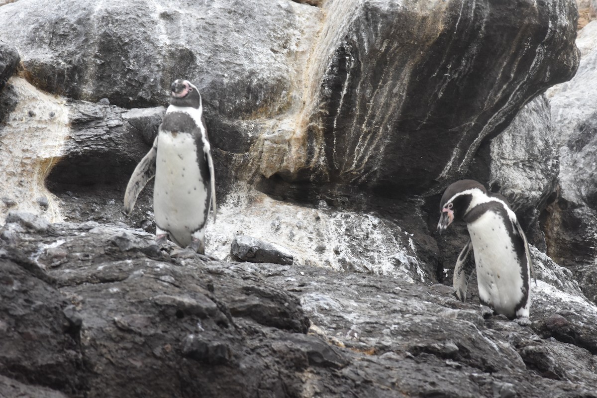 Humboldt Penguin - ML635639743