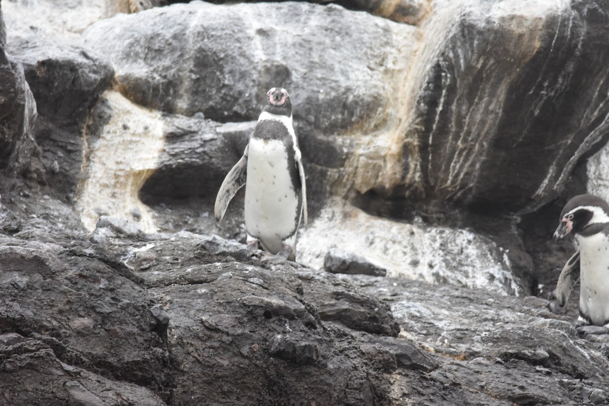 Humboldt Penguin - ML635639796
