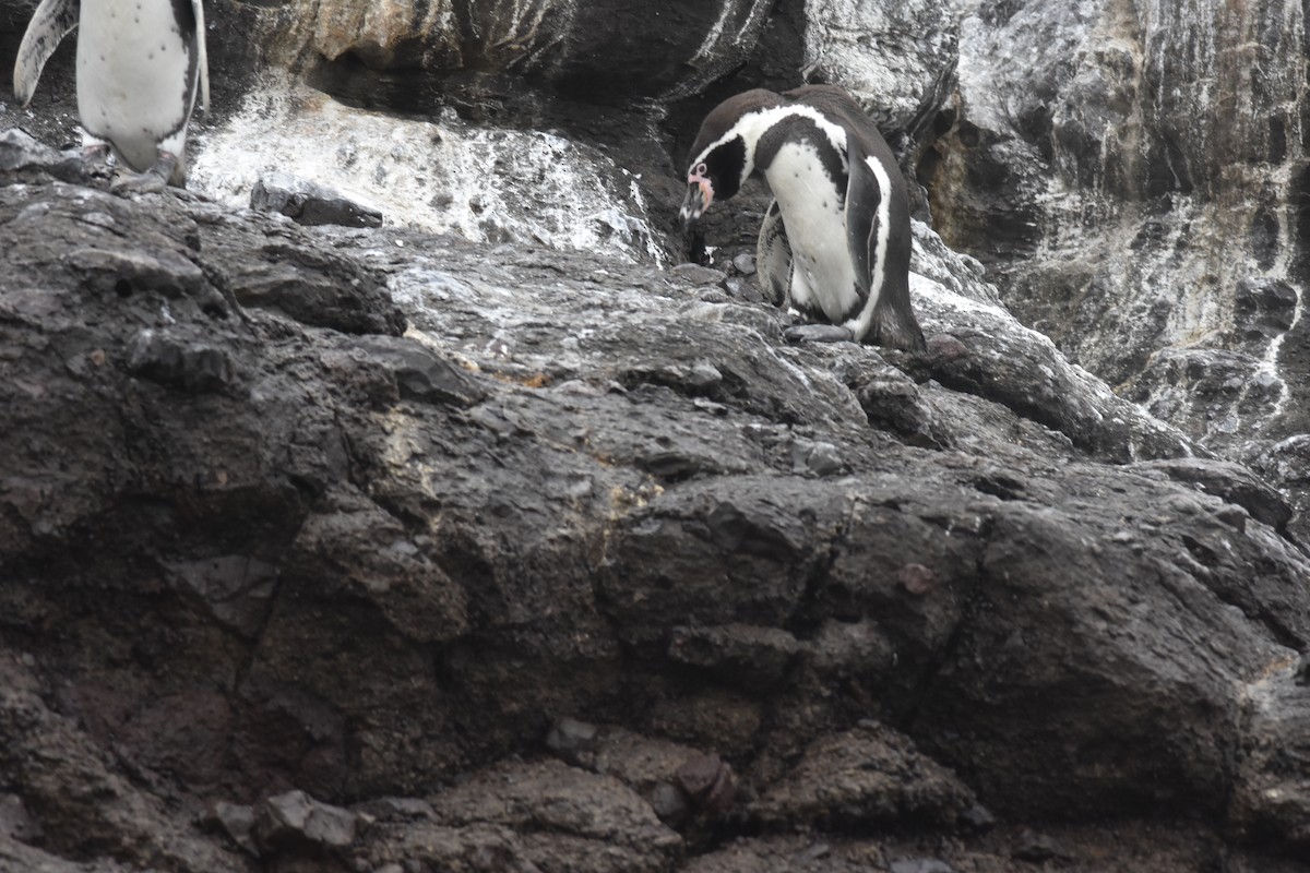 Humboldt Penguin - ML635639829