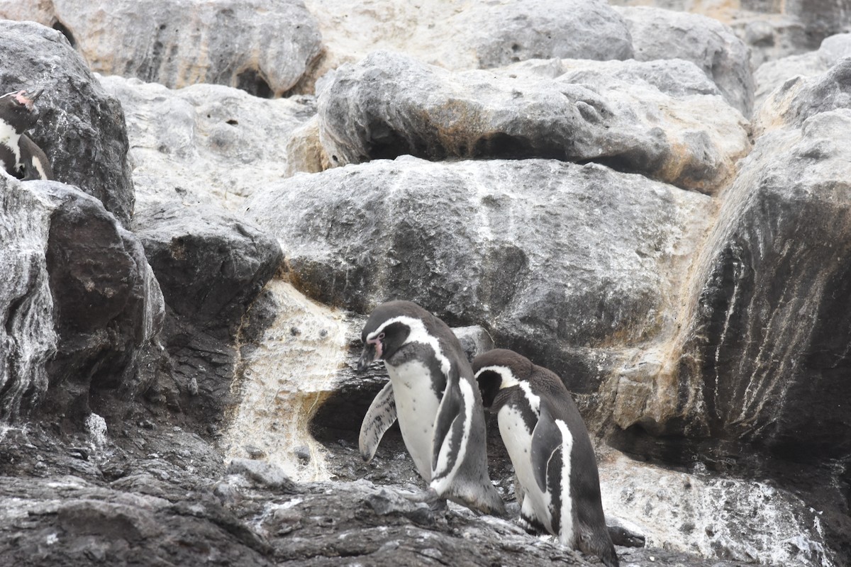 Humboldt Penguin - ML635639860
