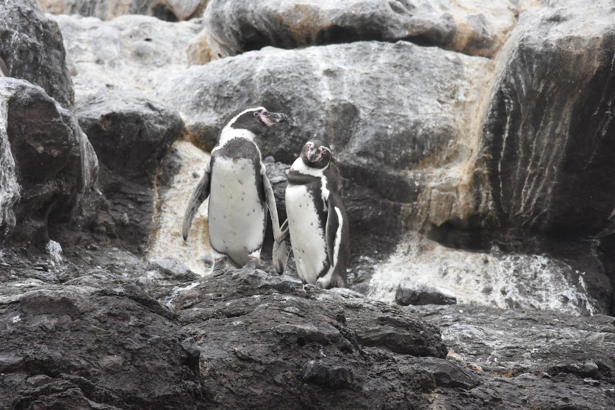 Humboldt Penguin - ML635639881