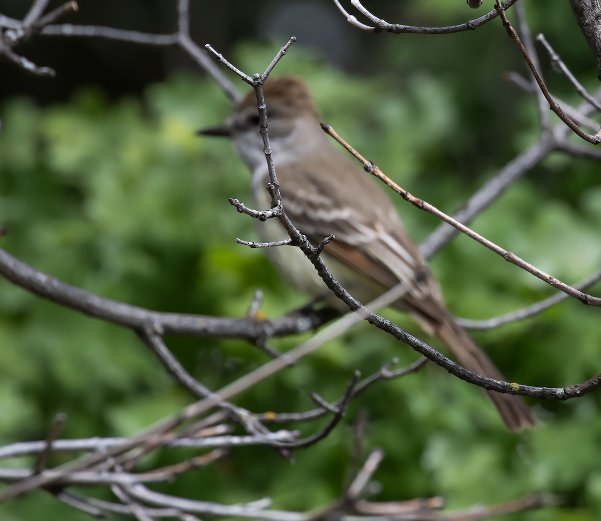Ash-throated Flycatcher - ML635639933