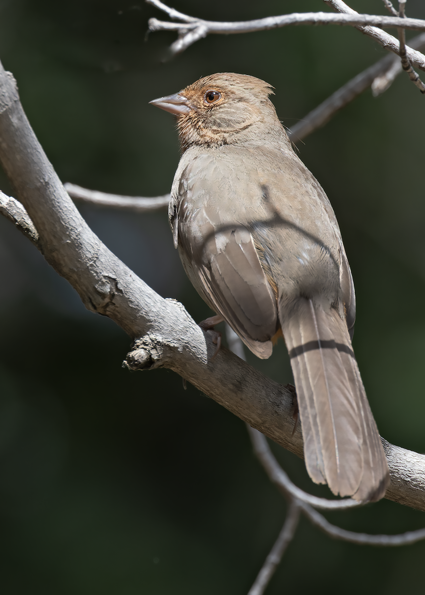 California Towhee - ML635639973