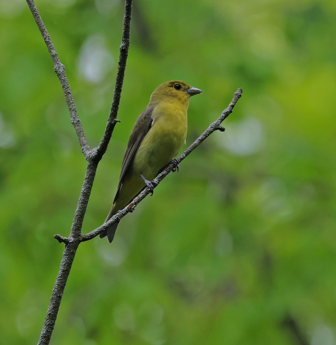 Scarlet Tanager - ML635640043