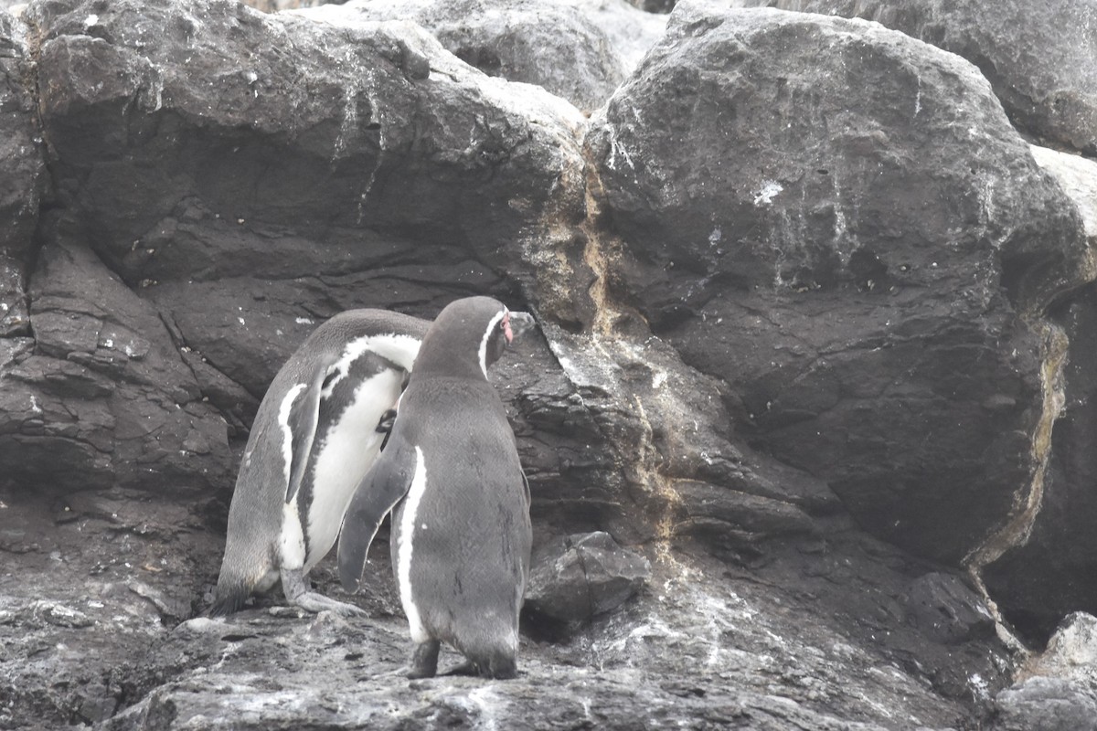 Humboldt Penguin - ML635640072