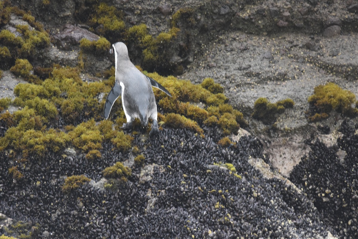 Humboldt Penguin - ML635640179