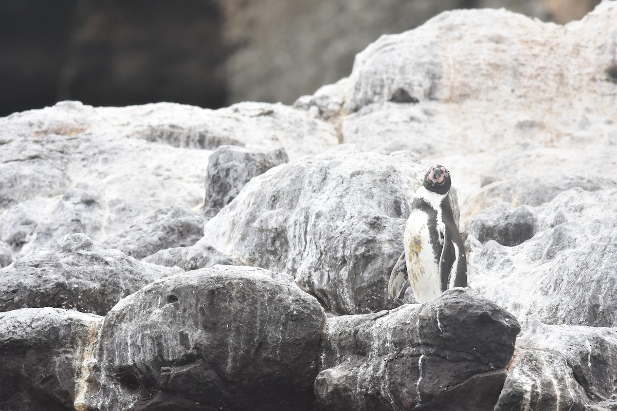 Humboldt Penguin - ML635640224