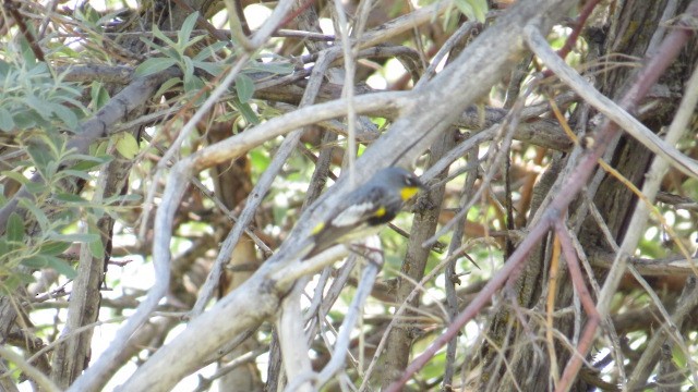 Yellow-rumped Warbler (Audubon's) - ML635640301