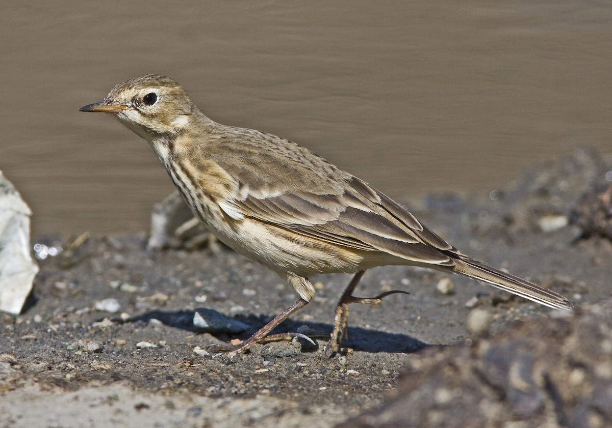 Spioncello del Pacifico - ML635640322