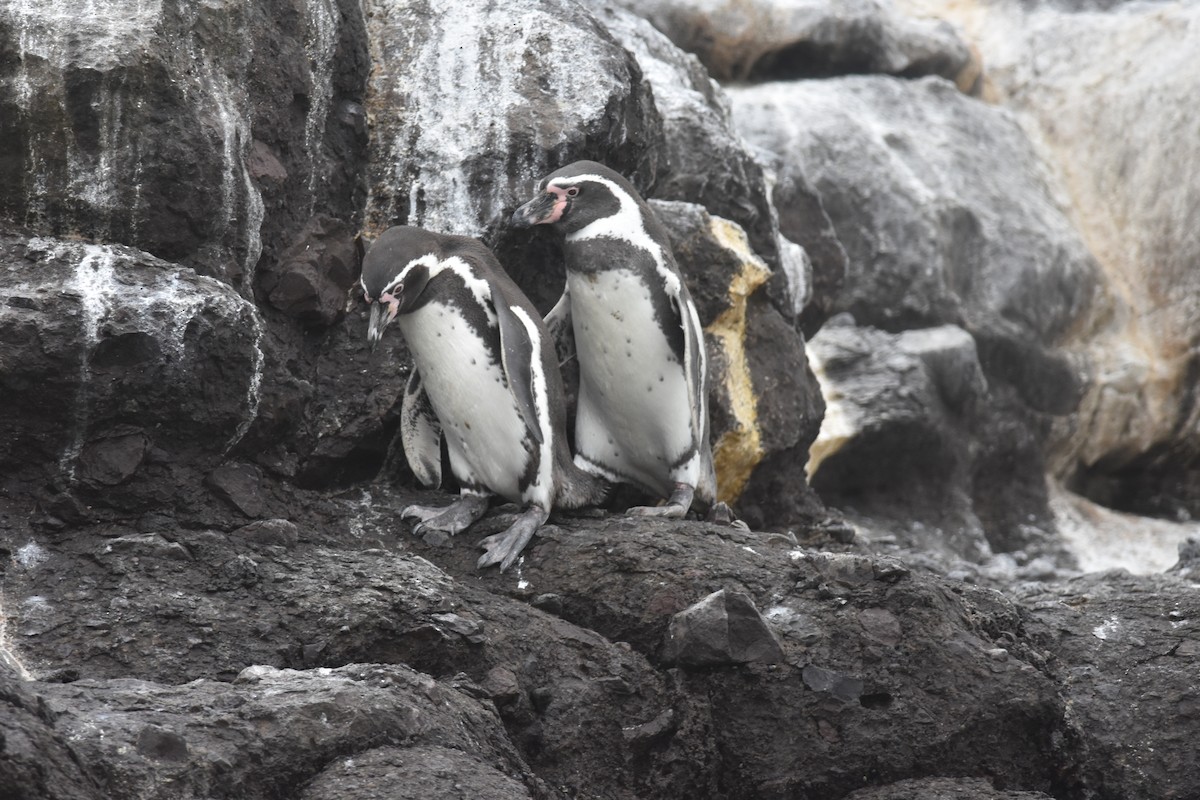 Humboldt Penguin - ML635640343