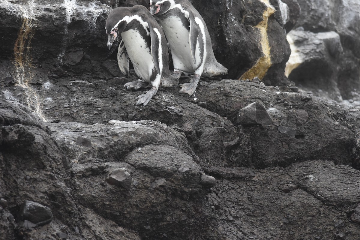 Humboldt Penguin - ML635640377