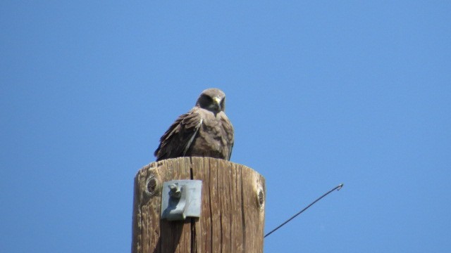 Swainson's Hawk - ML635640505