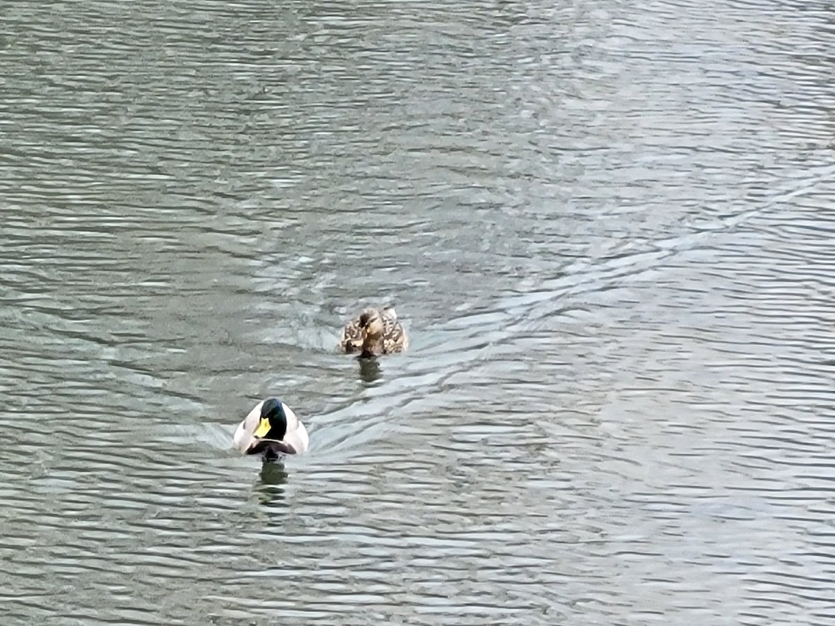 Mallard - ML635640527