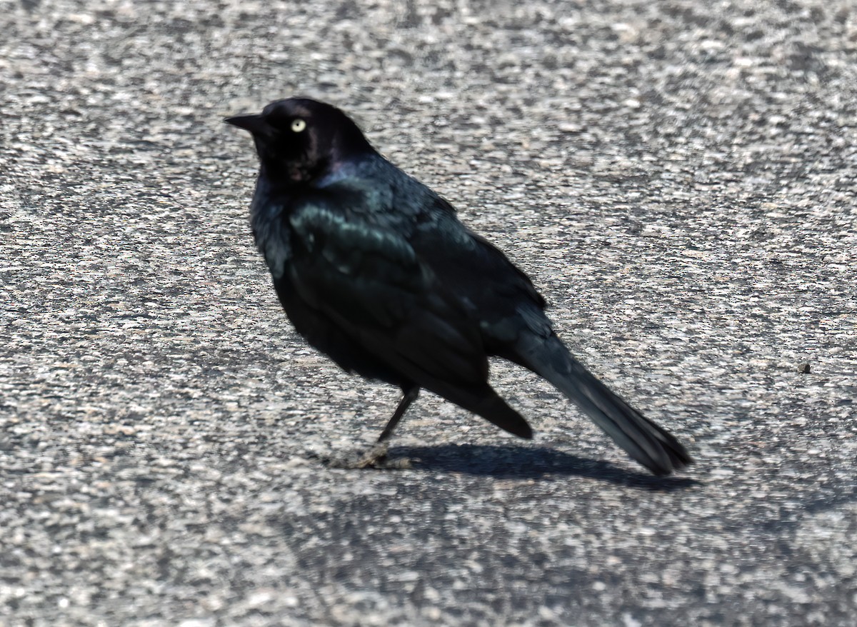 Brewer's Blackbird - ML635640534