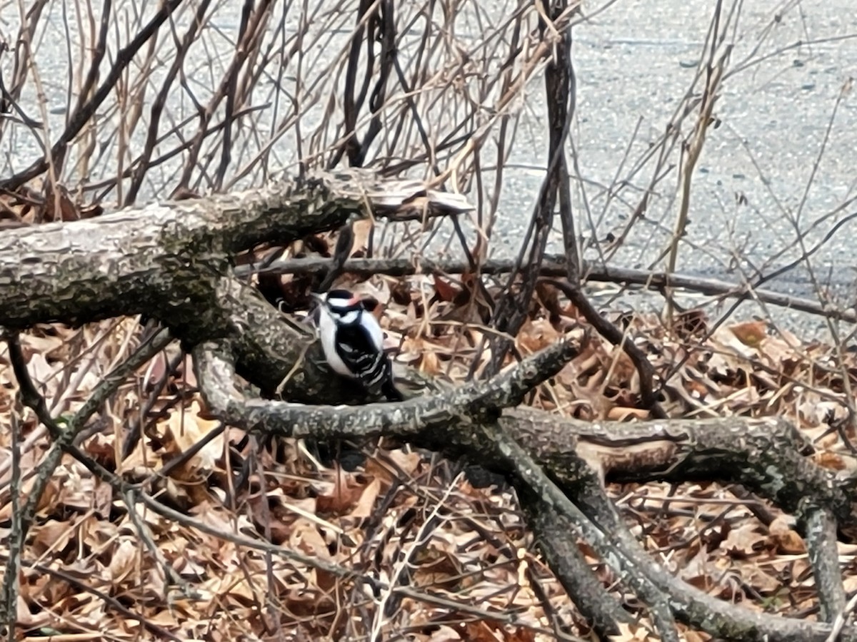 Hairy Woodpecker - ML635640549