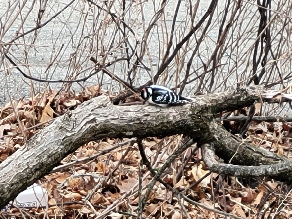 Hairy Woodpecker - ML635640550