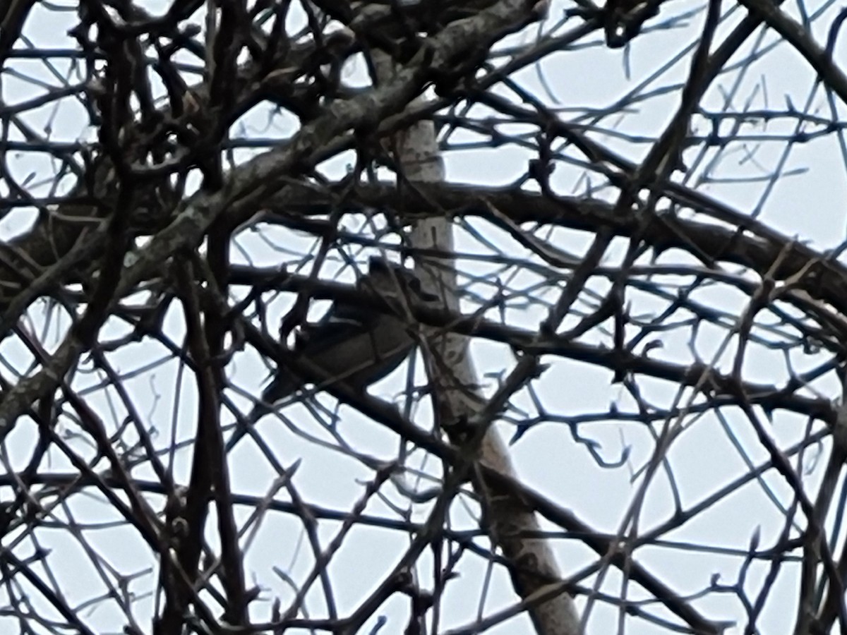 Blue Jay - ML635640563